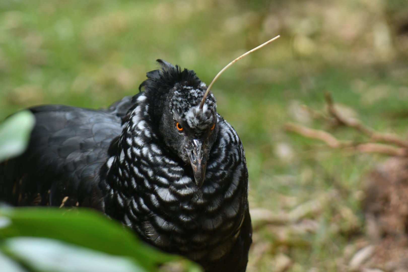 Horned Screamer Anhima cornuta