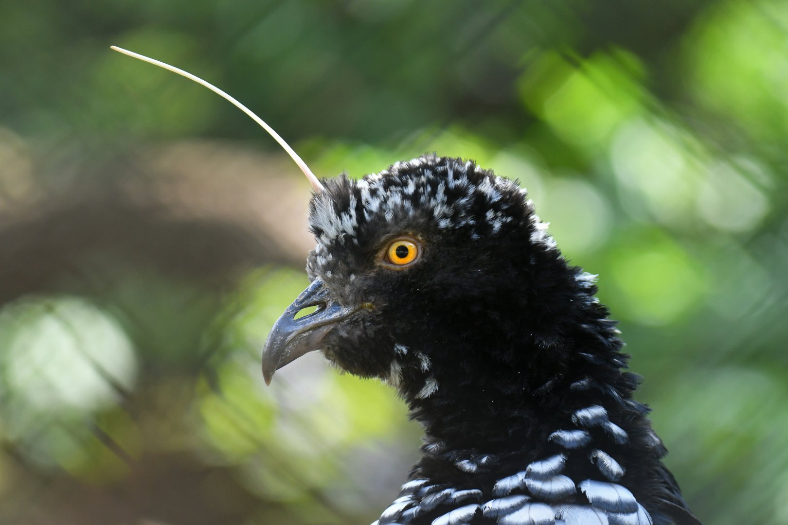 Horned Screamer Anhima cornuta