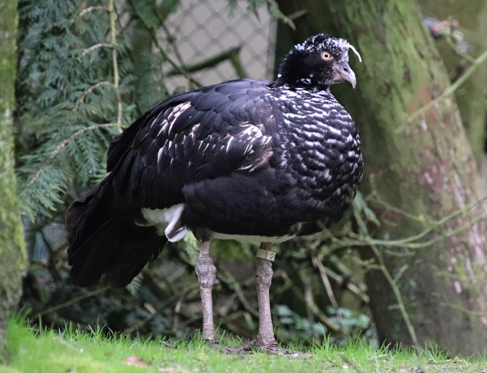 Horned screamer (Anhima cornuta)