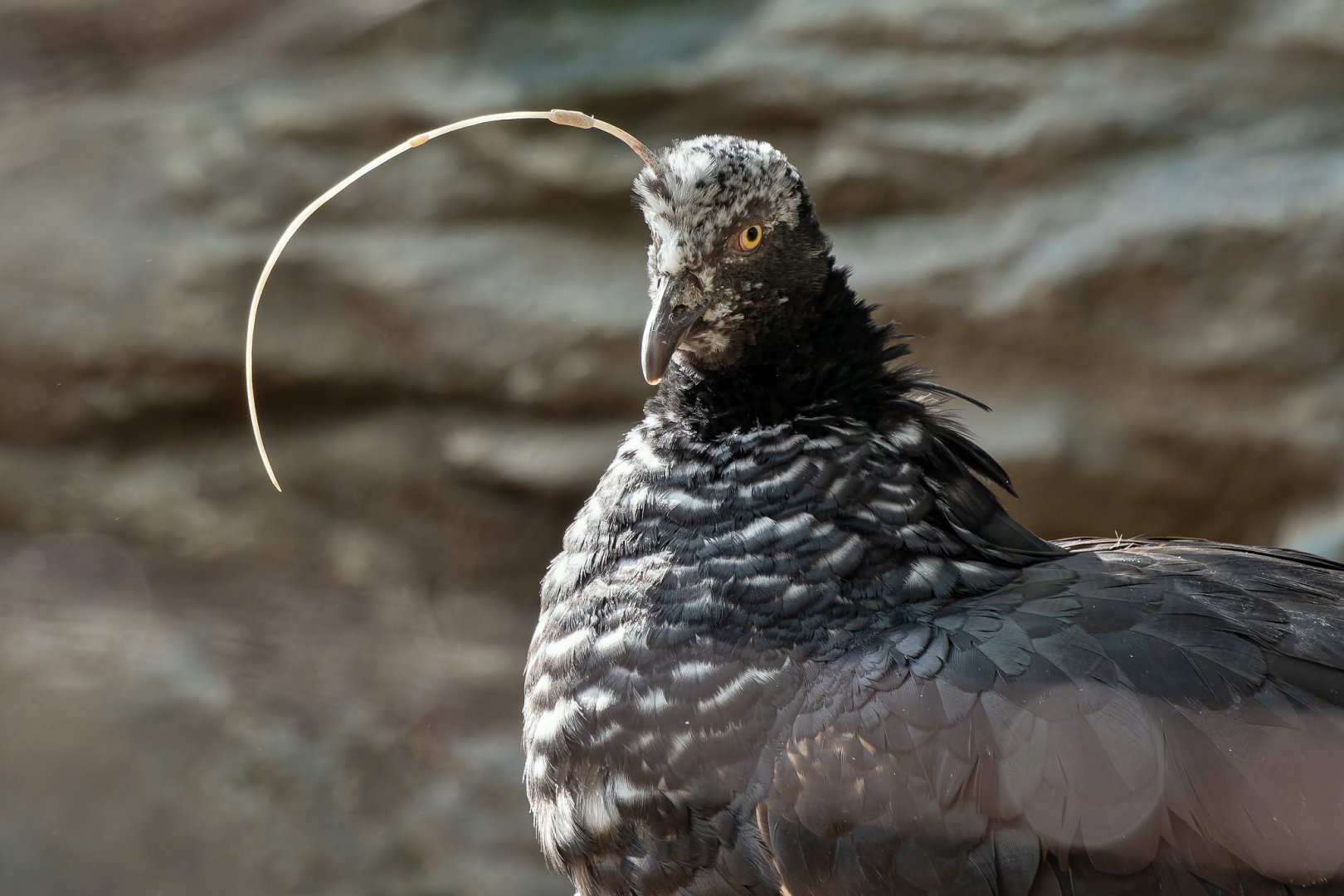 Horned screamer (Anhima cornuta)