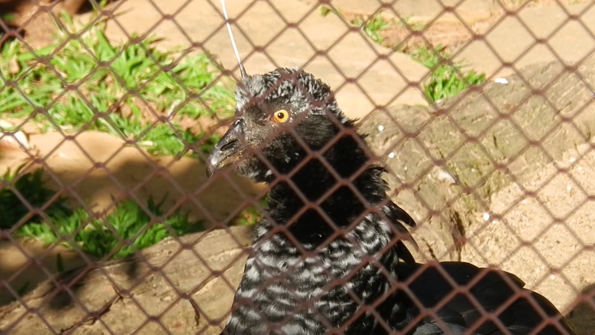 Horned screamer - Belo Horizonte zoo
