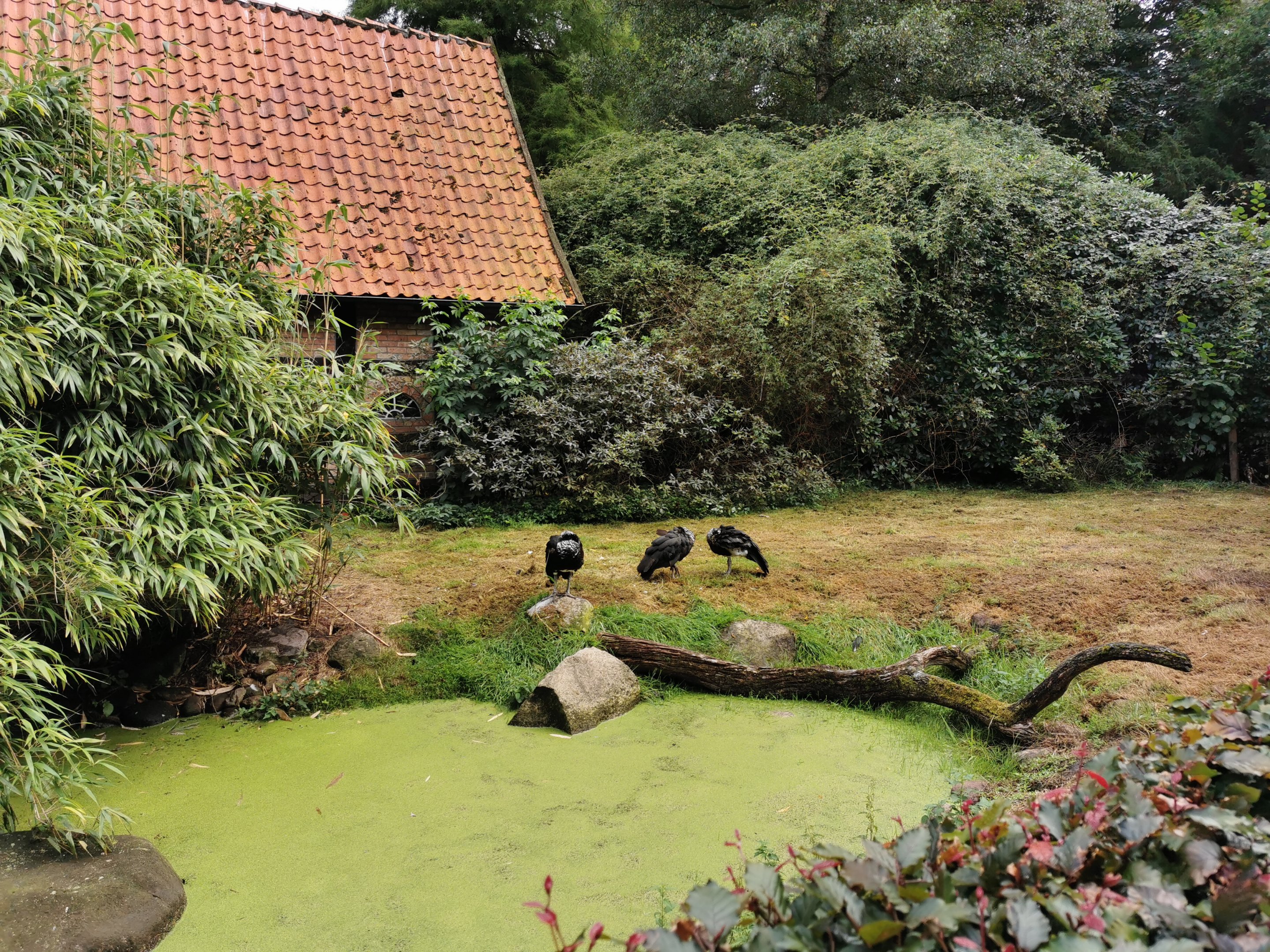 Horned screamer enclosure