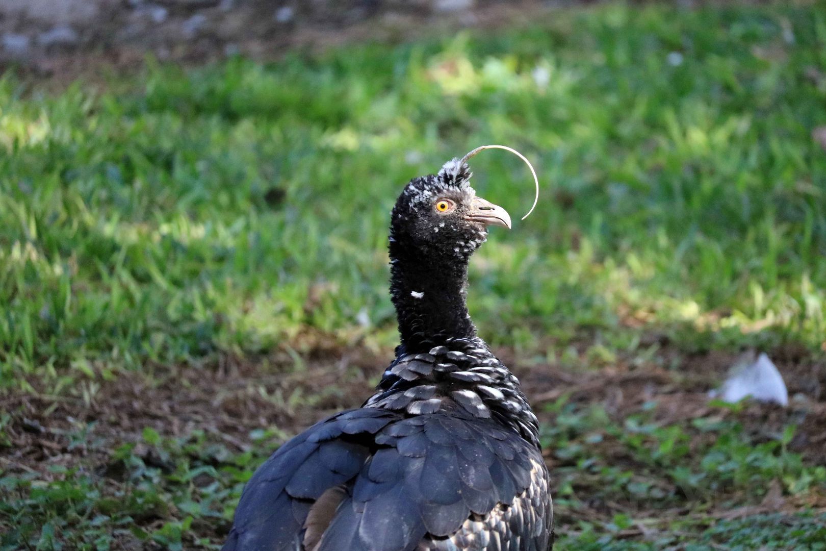 Horned screamer, May 2016