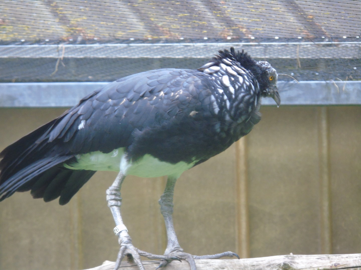 Horned screamer - May 2017