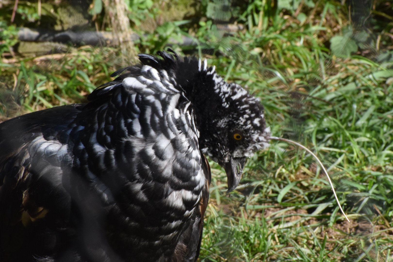 Horned screamer - October 2023