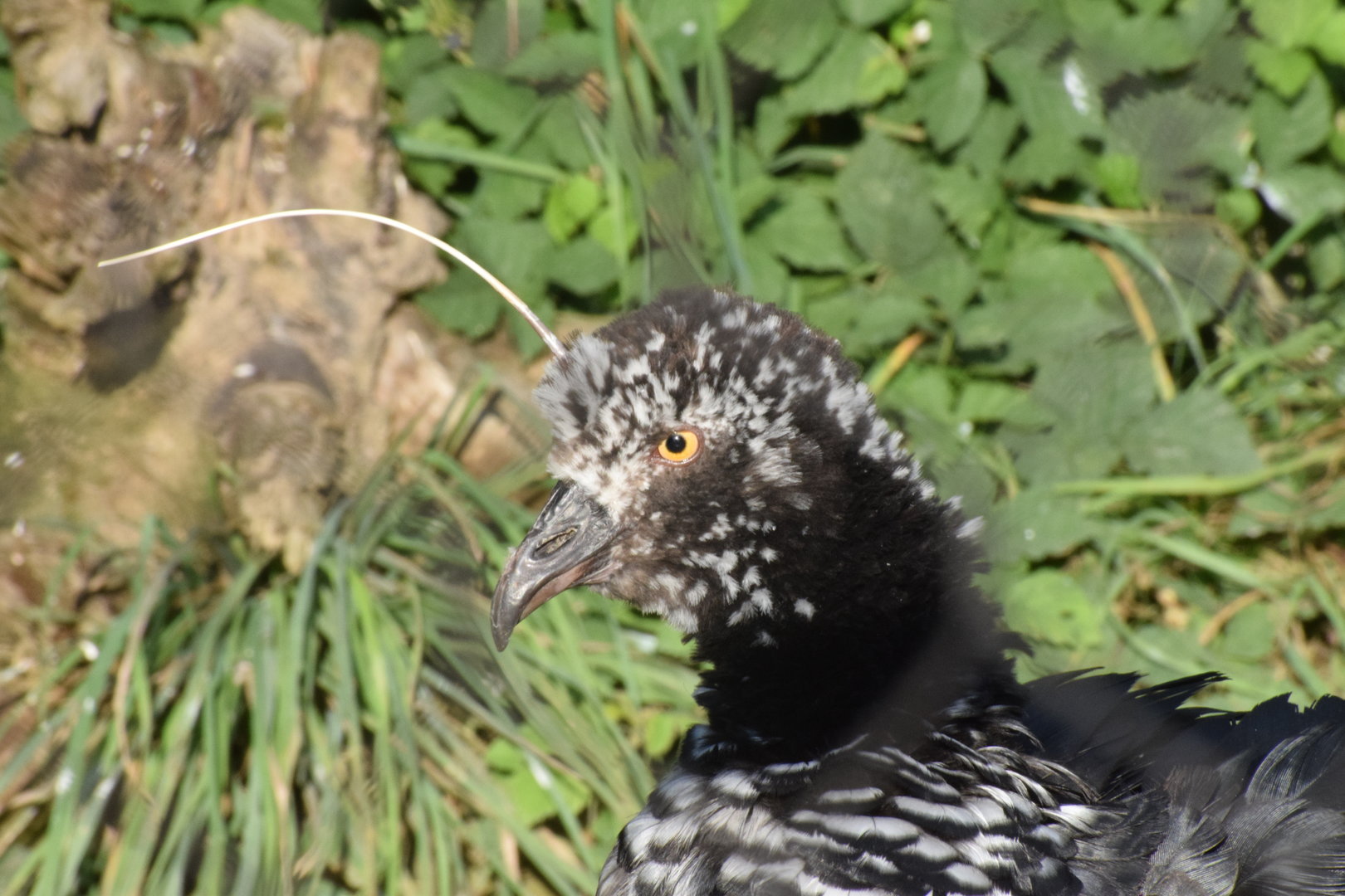 Horned screamer - September 2023
