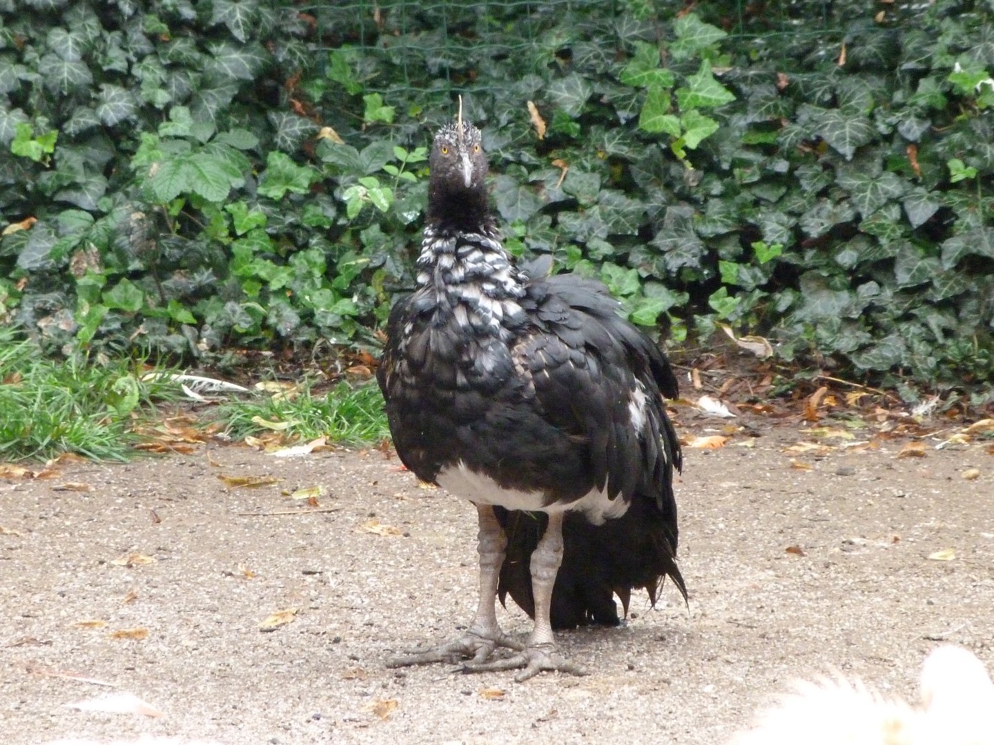 Horned screamer -Zoo Praha (2025)
