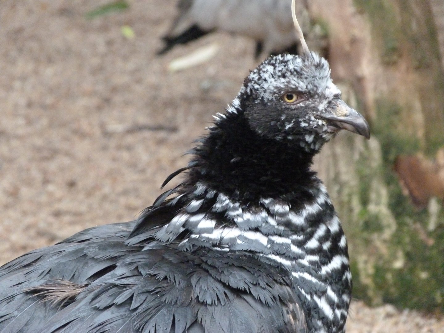 Horned screamer -Zoo Praha (2025)