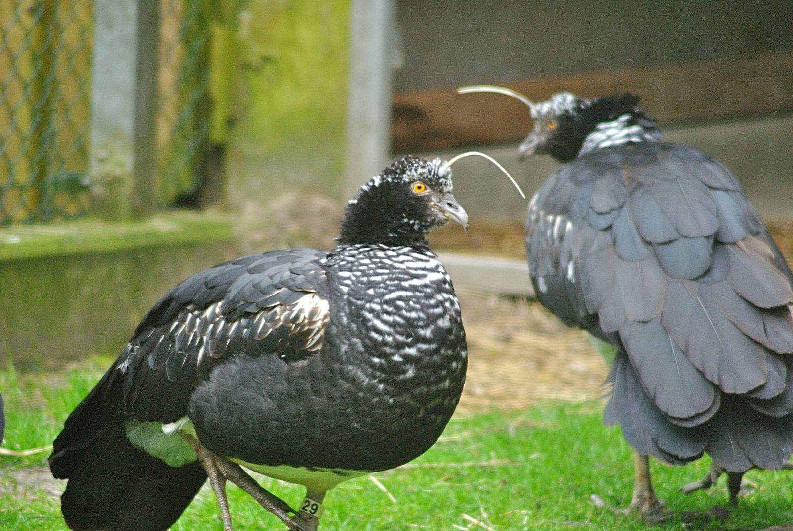 Horned screamer