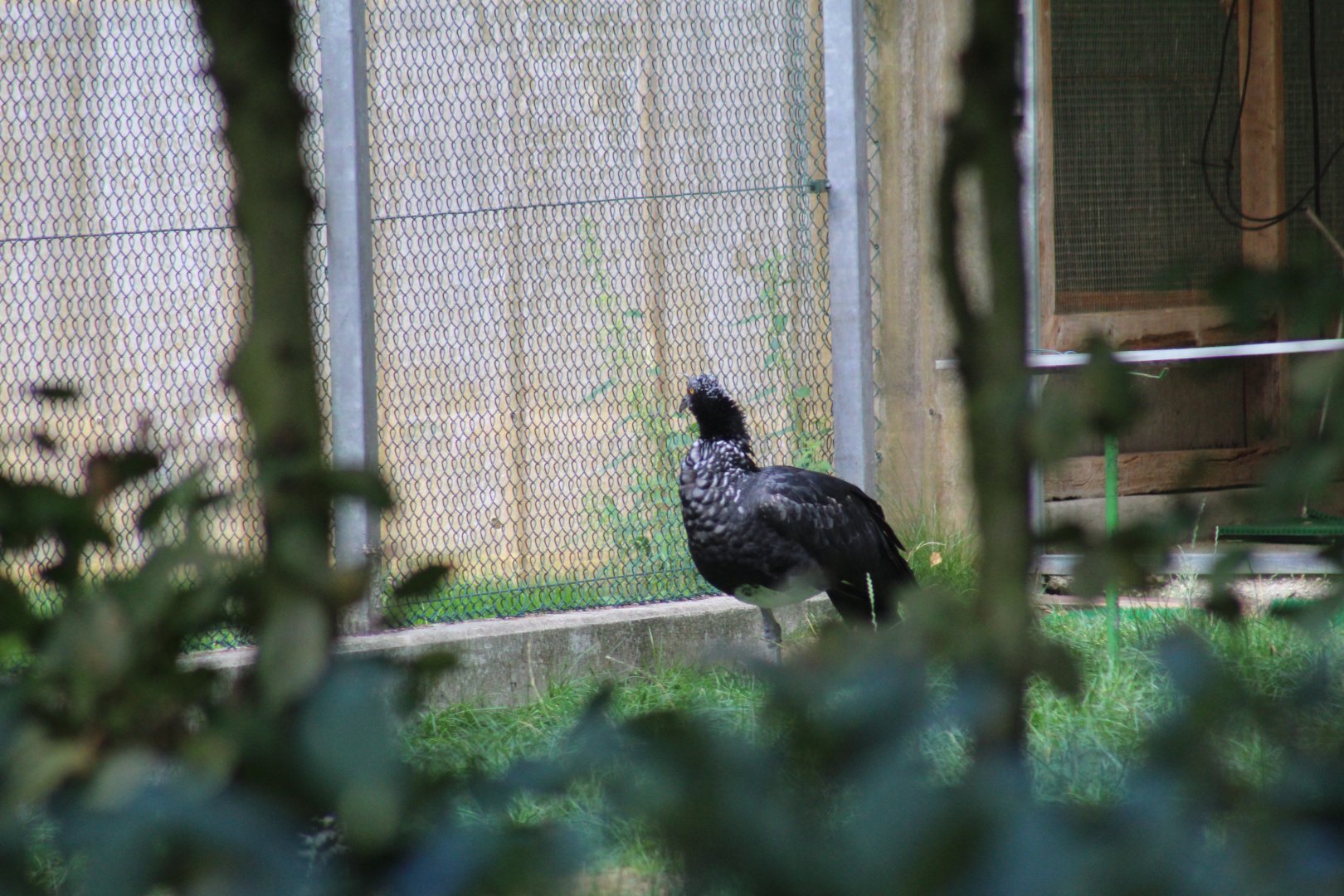 Horned Screamer