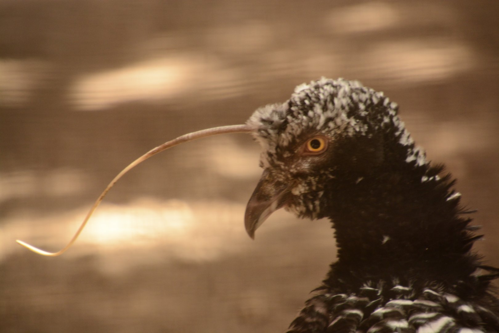 Horned Screamer