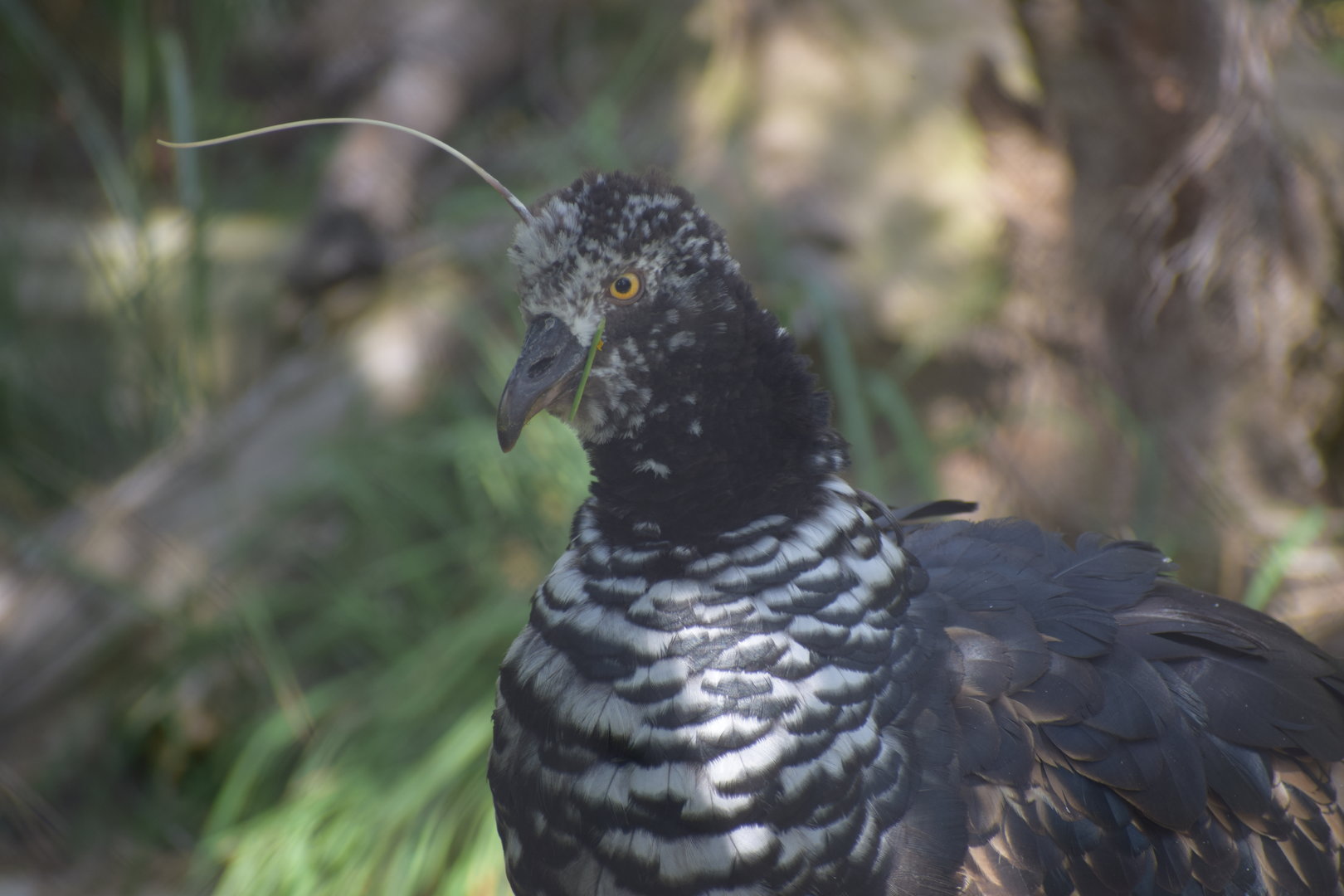 Horned Screamer