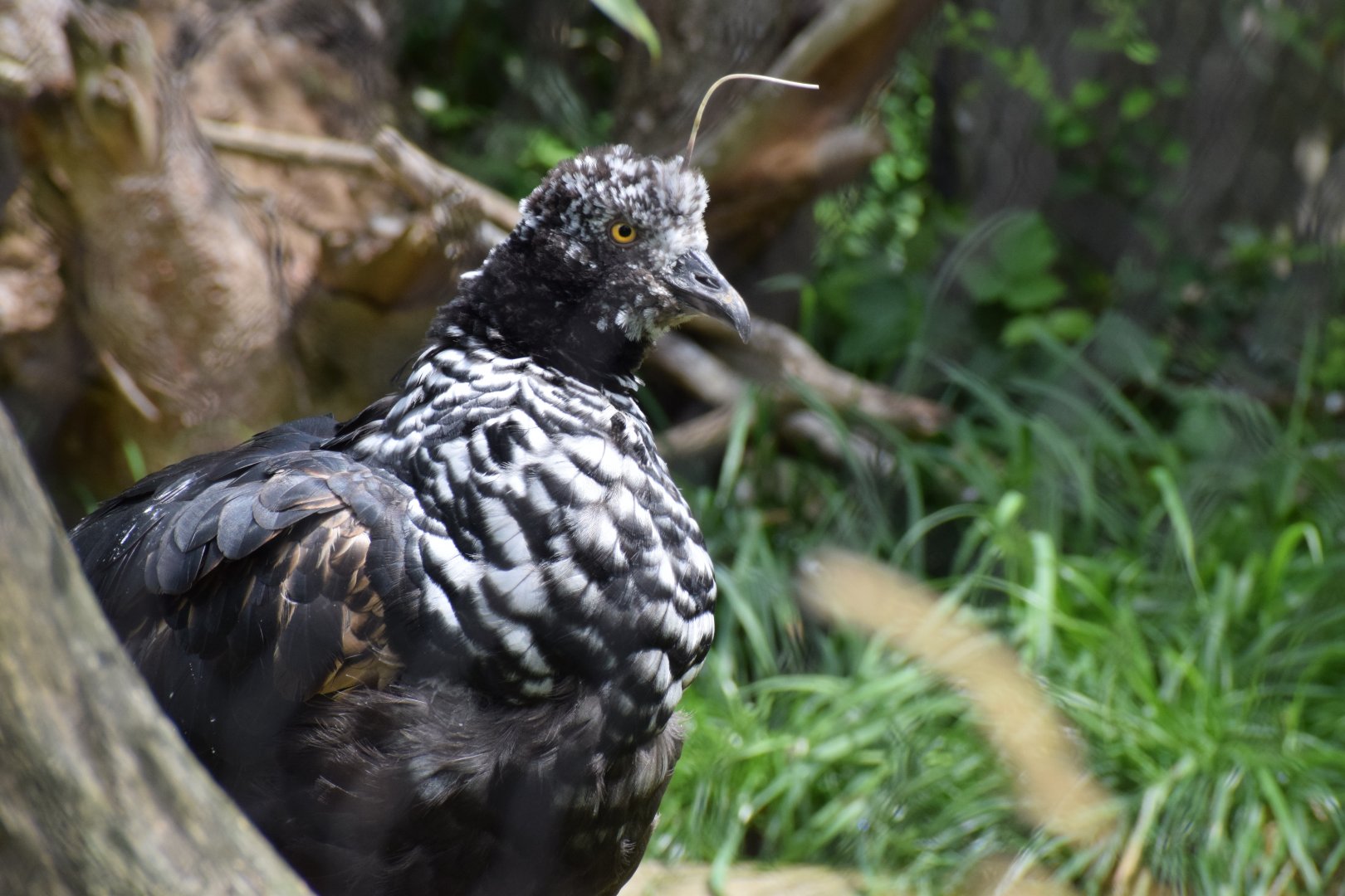 Horned screamer