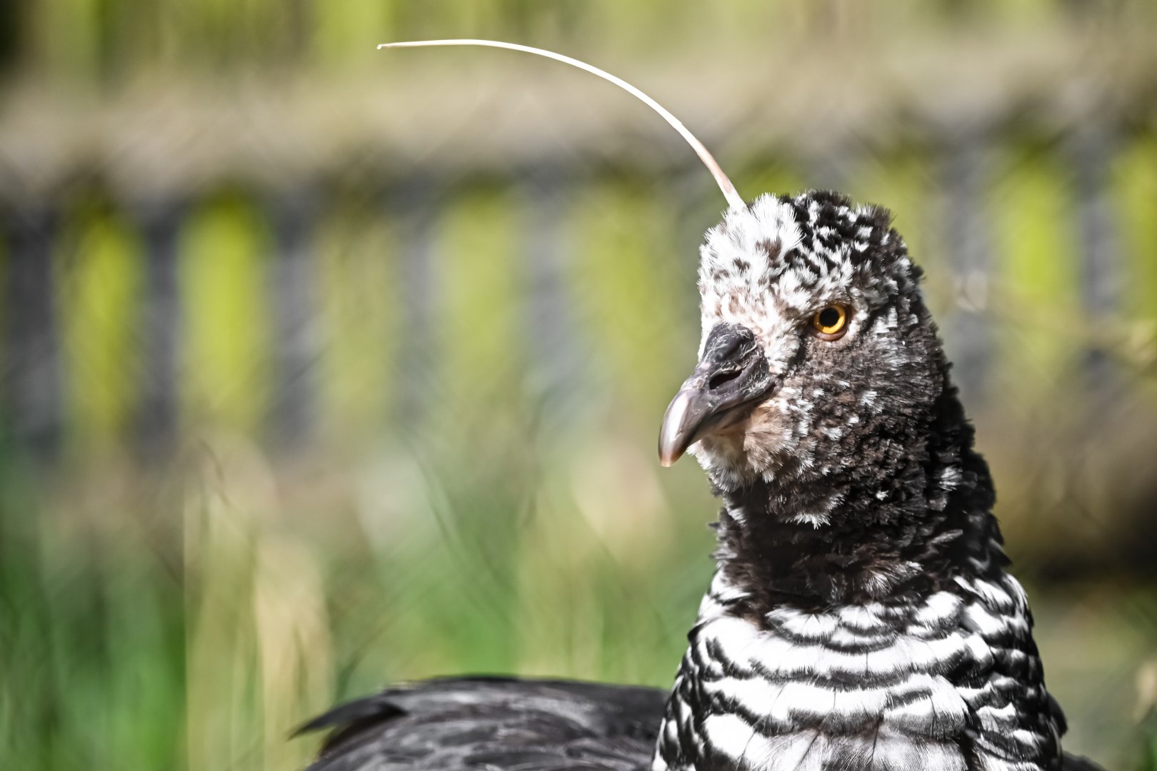 Horned screamer