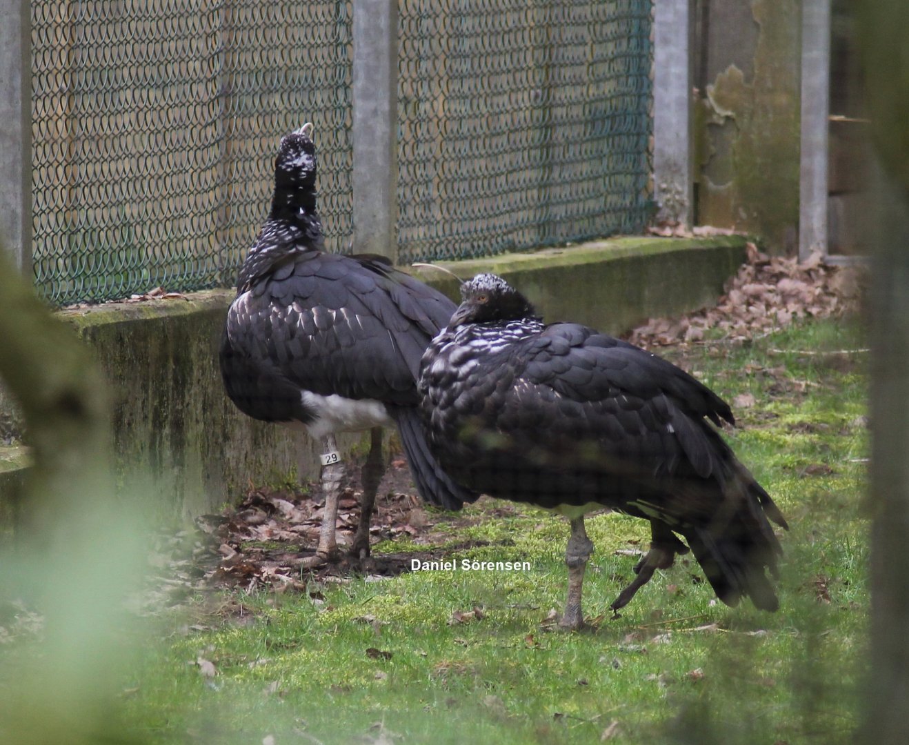 Horned screamers (23/3-19)