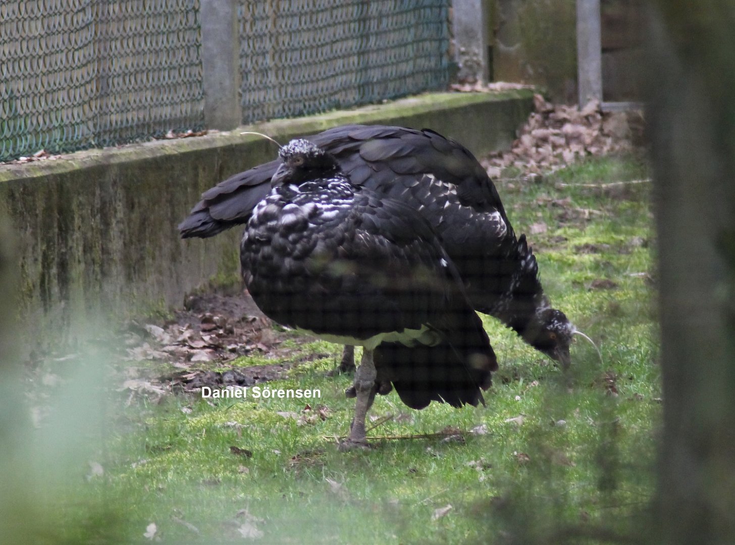 Horned screamers (23/3-19)