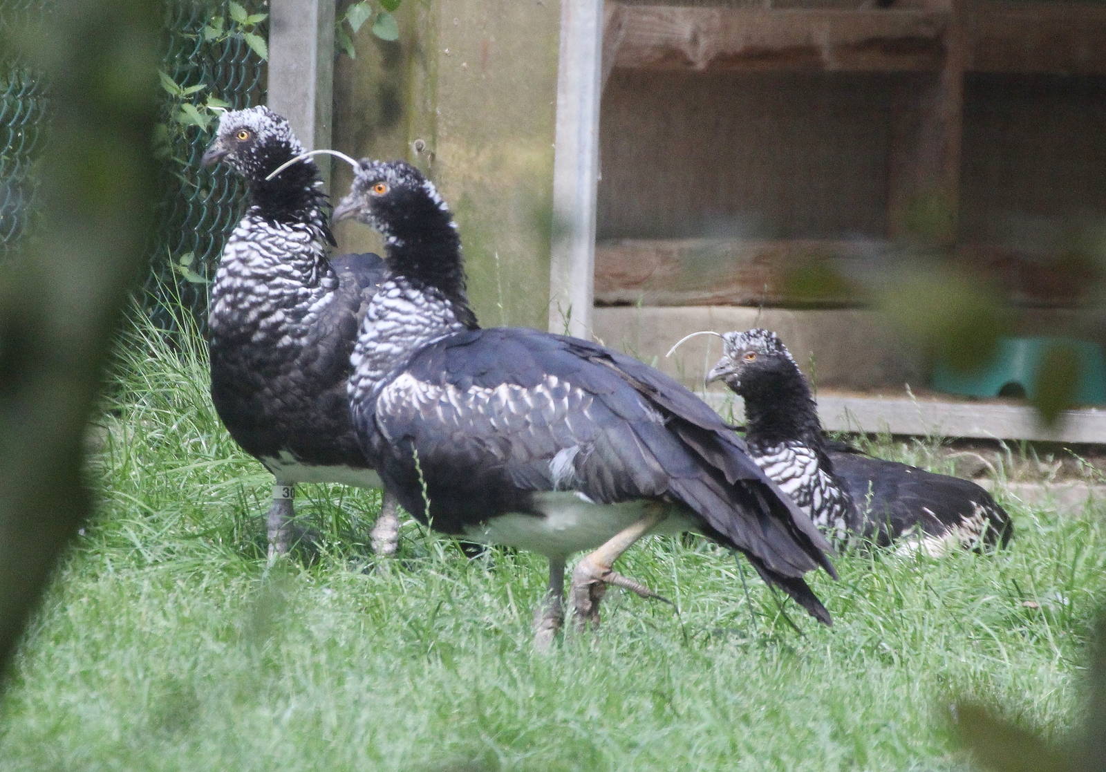 Horned Screamers (Anhima cornuta), August 2015