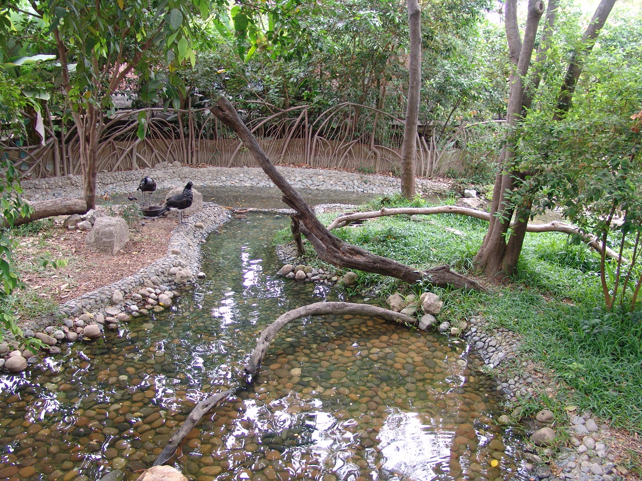 Horned Screamer's (Anhima cornuta) enclosure
