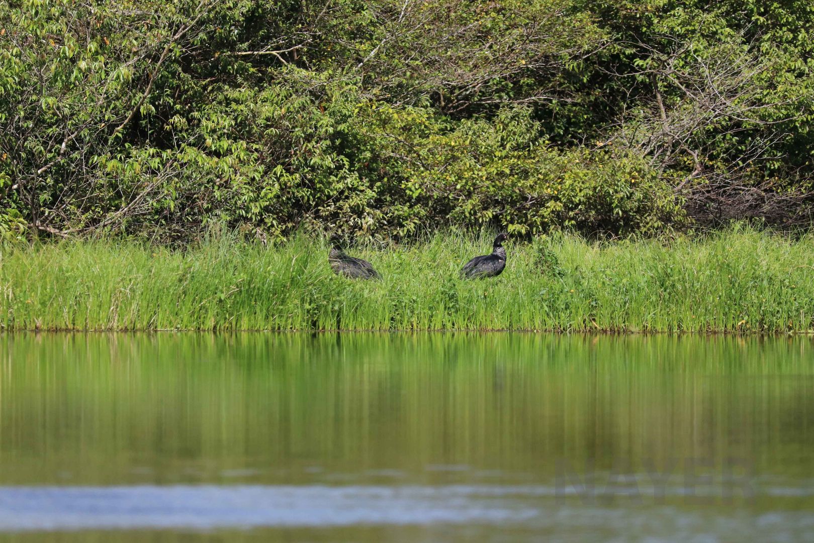 Horned screamers, Peruvian Amazon, May 2016