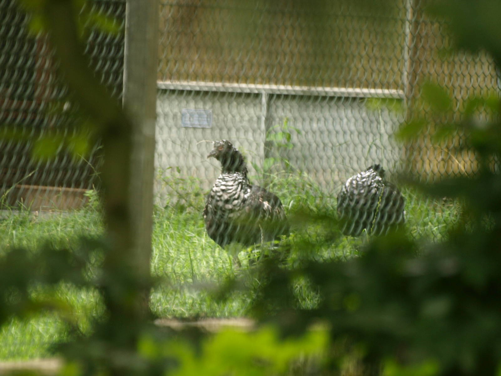 Horned screamers - tantalising view