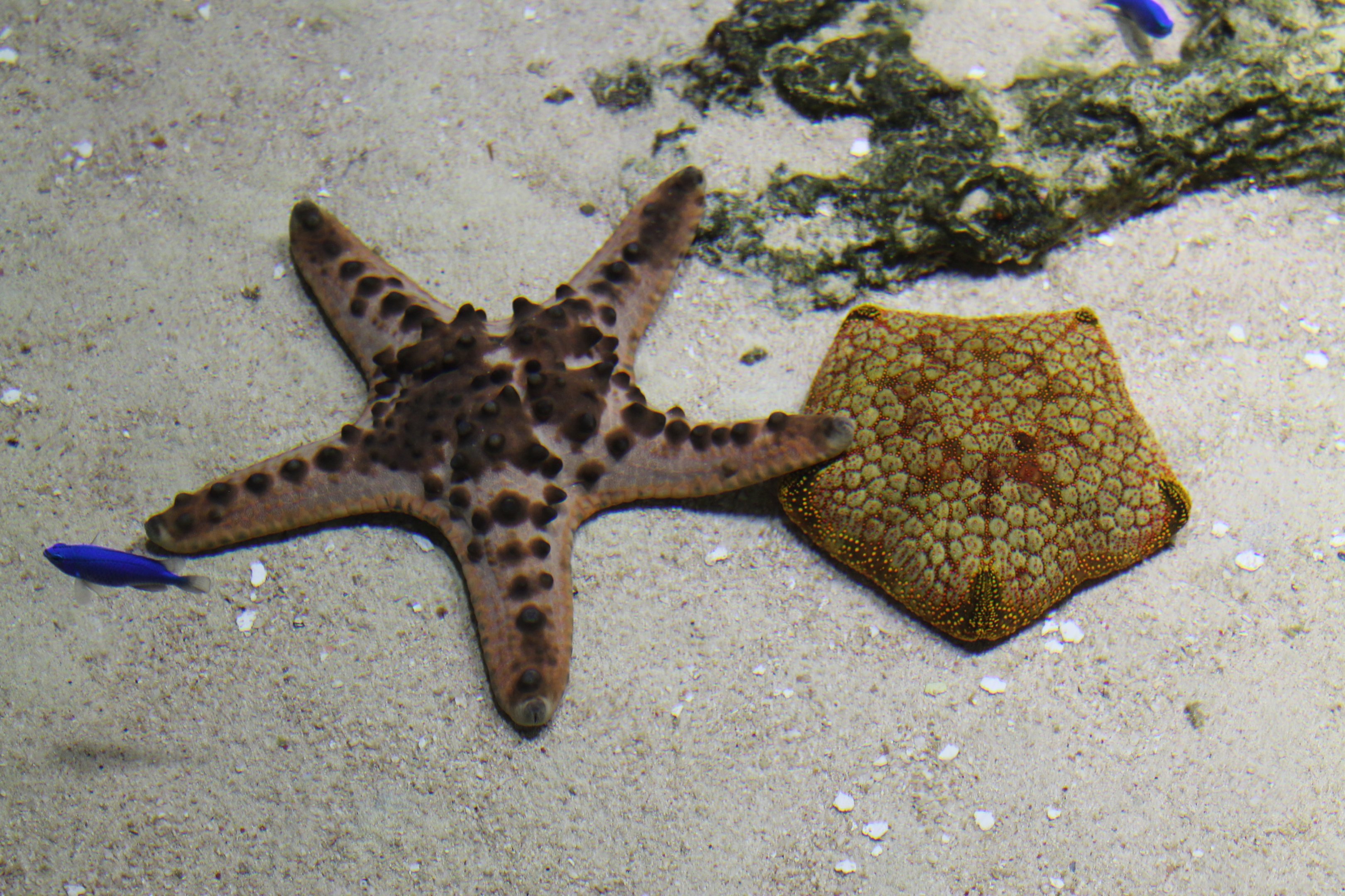 Horned Sea Star and Cushion Star