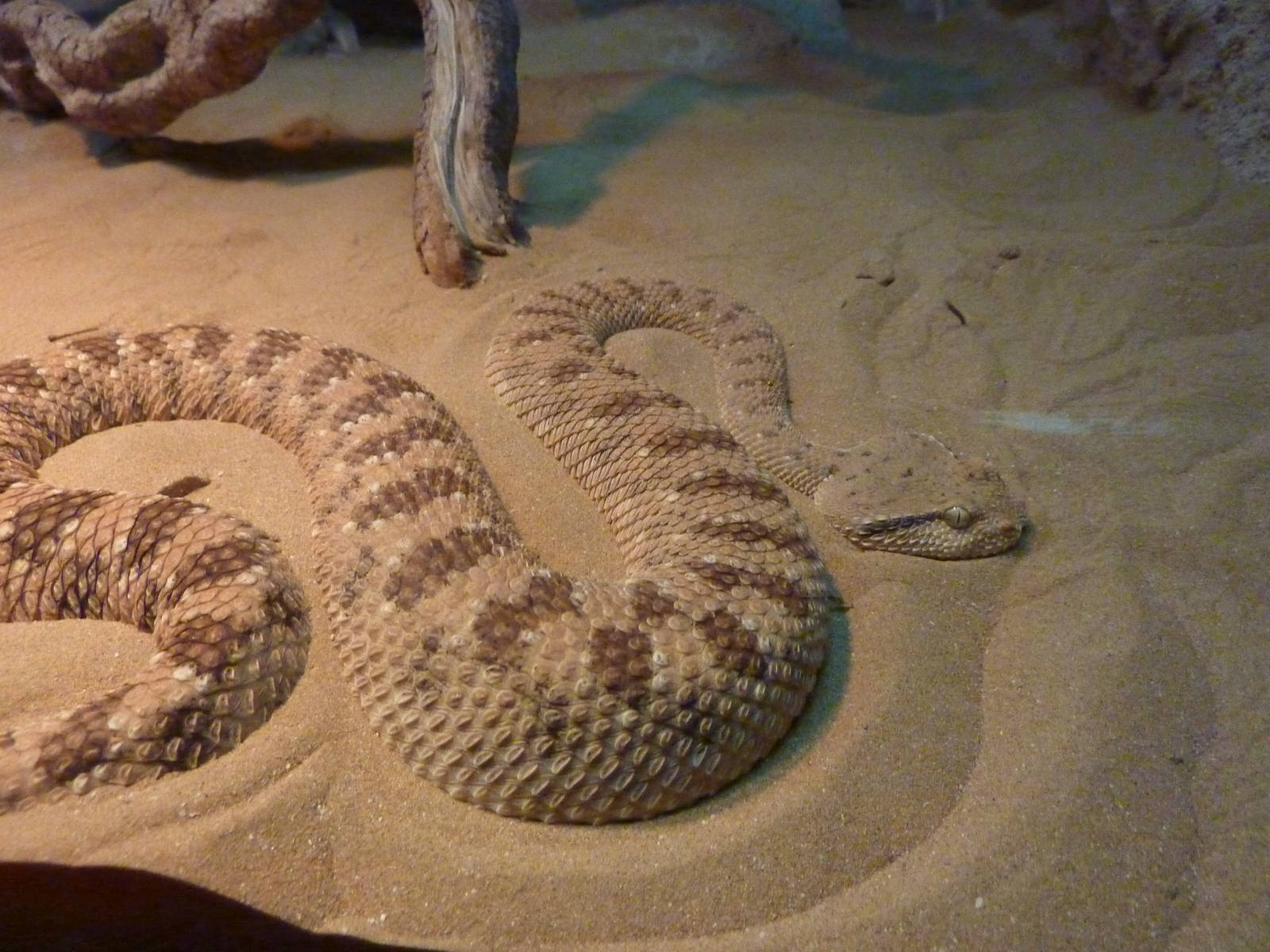 Horned viper, December 2011.
