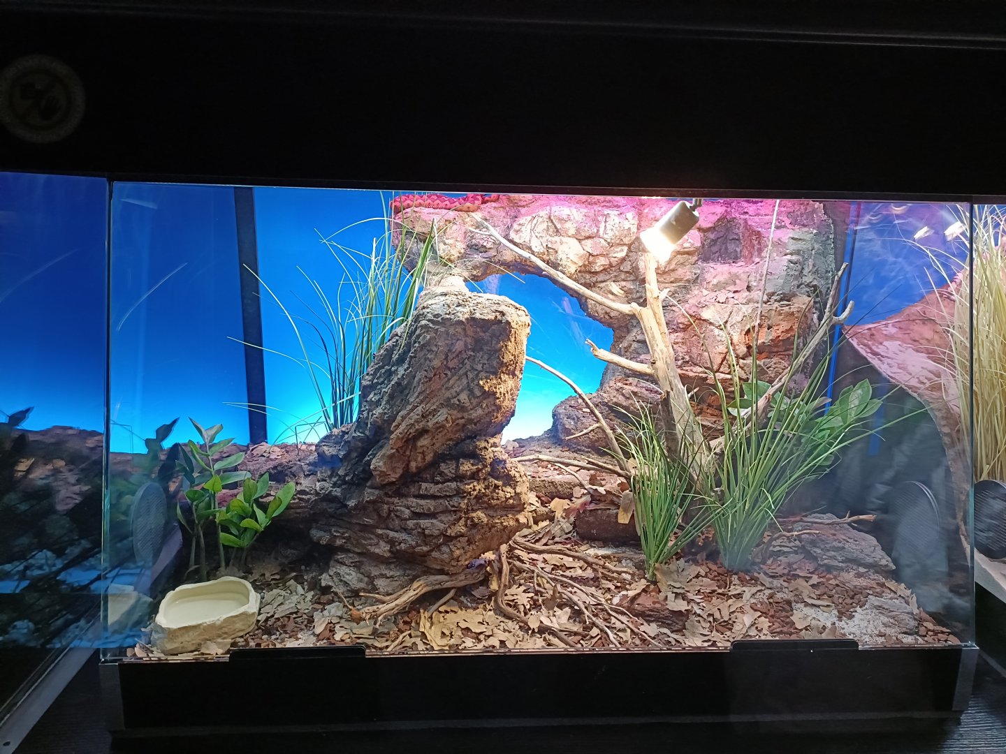 Horned viper exhibit - Bioparc Acuario de Gijón