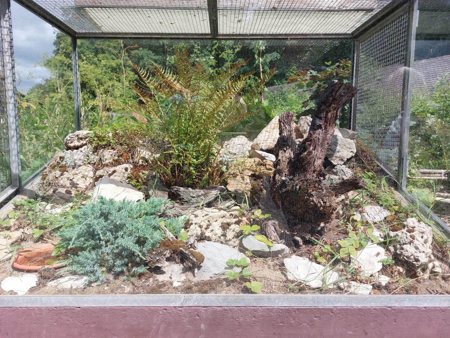 Horned viper terrarium