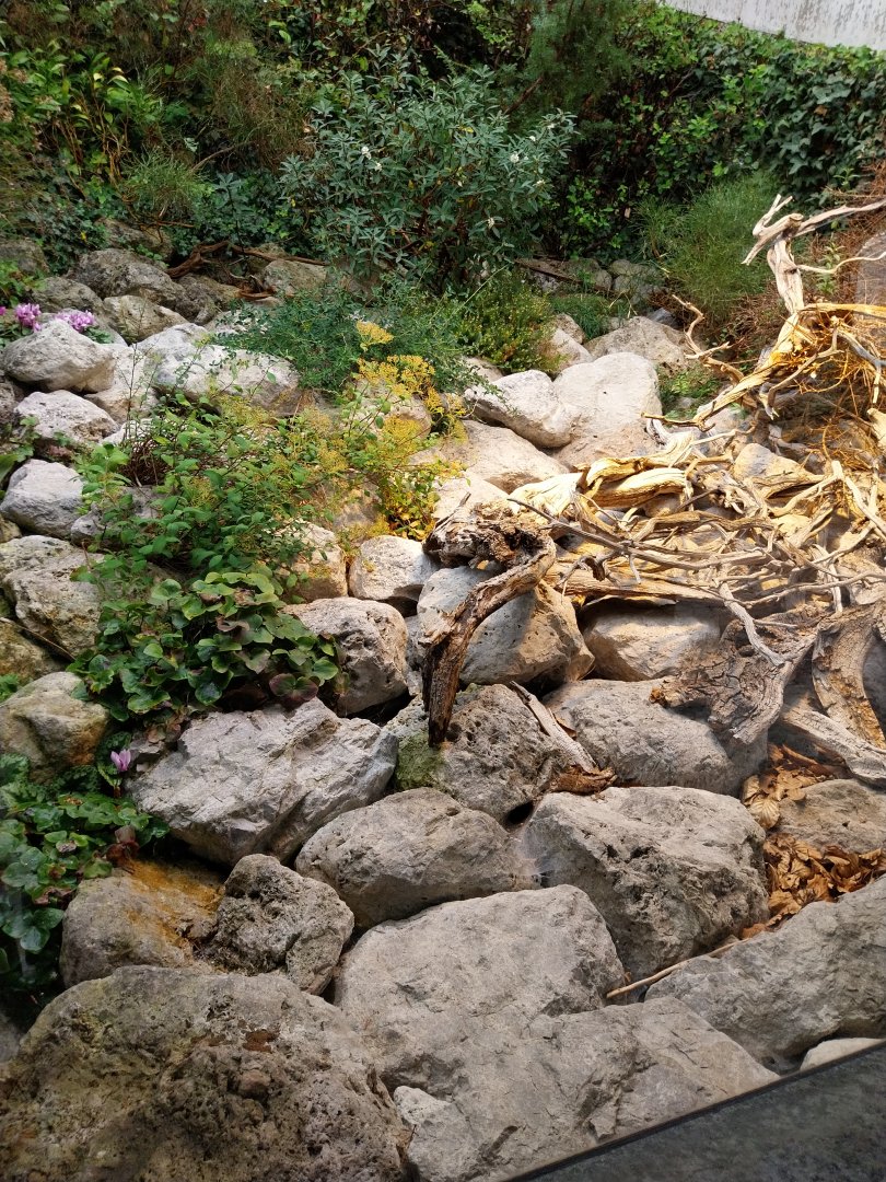 Horned viper terrarium
