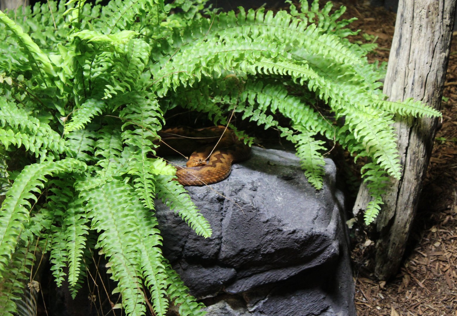 Horned viper - Vipera ammodytes