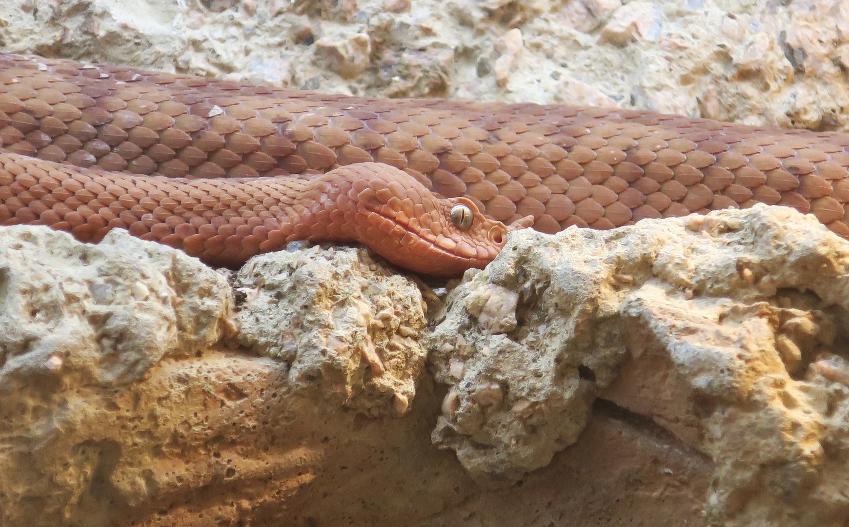 Horned Viper (Vipera ammodytes)
