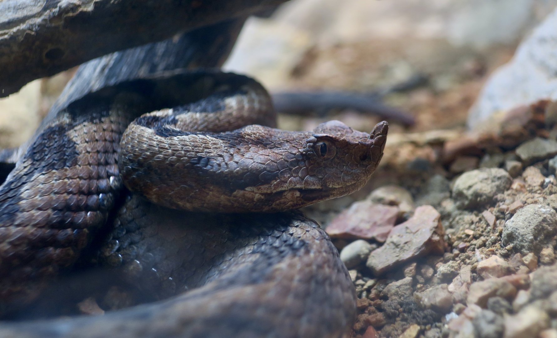 Horned Viper (Vipera ammodytes)