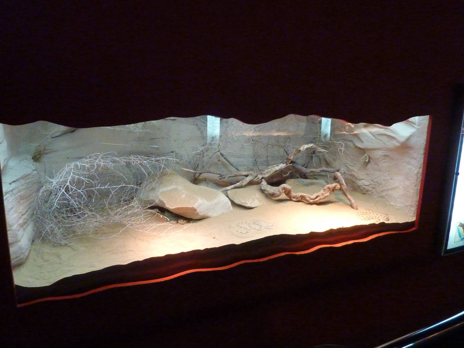 Horned viper vivarium, December 2011.