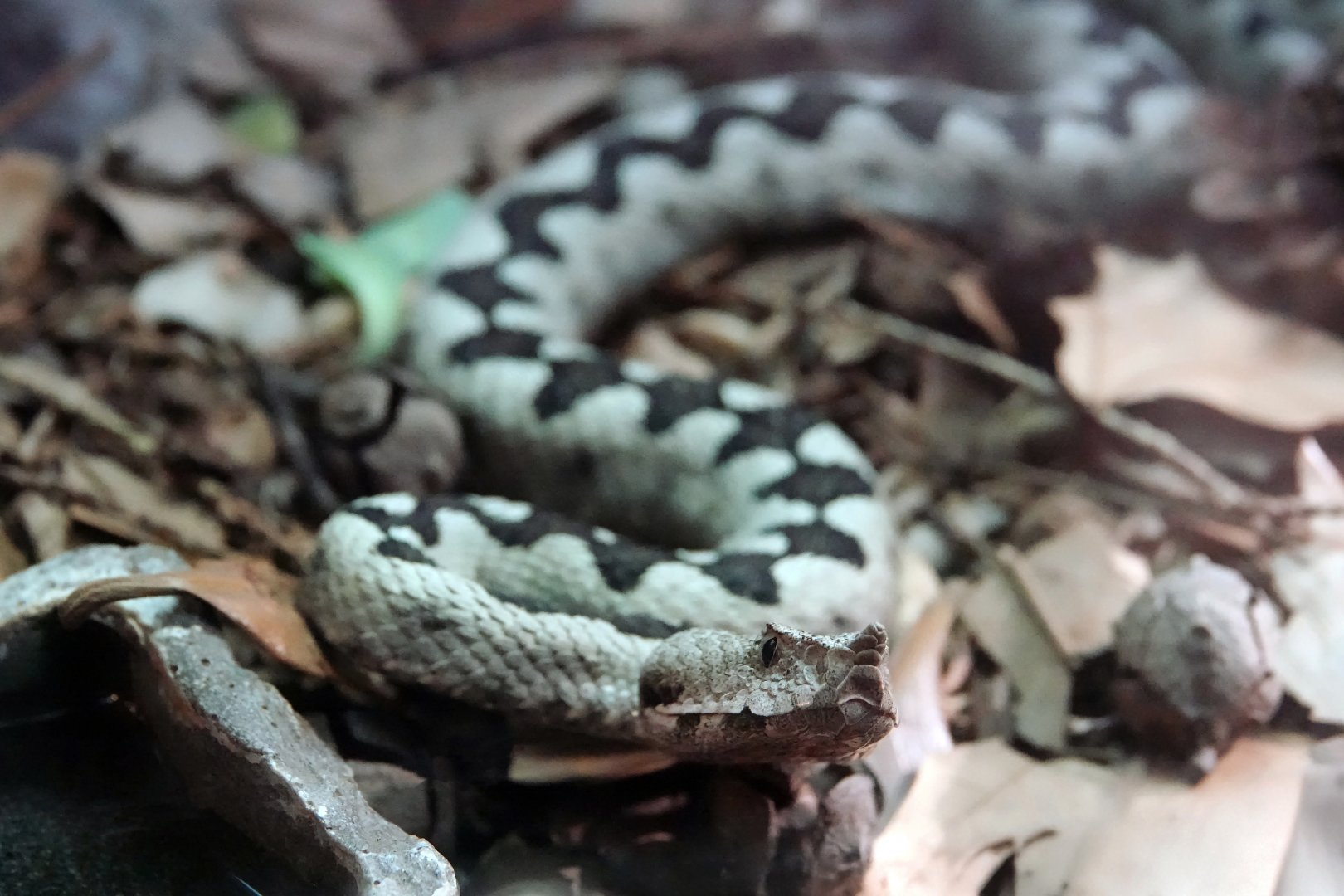 Horned viper