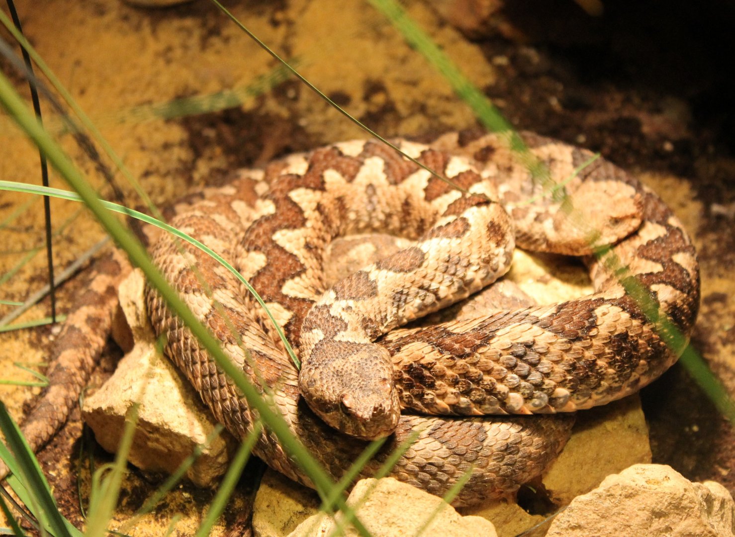 Horned vipers - Vipera ammondytes