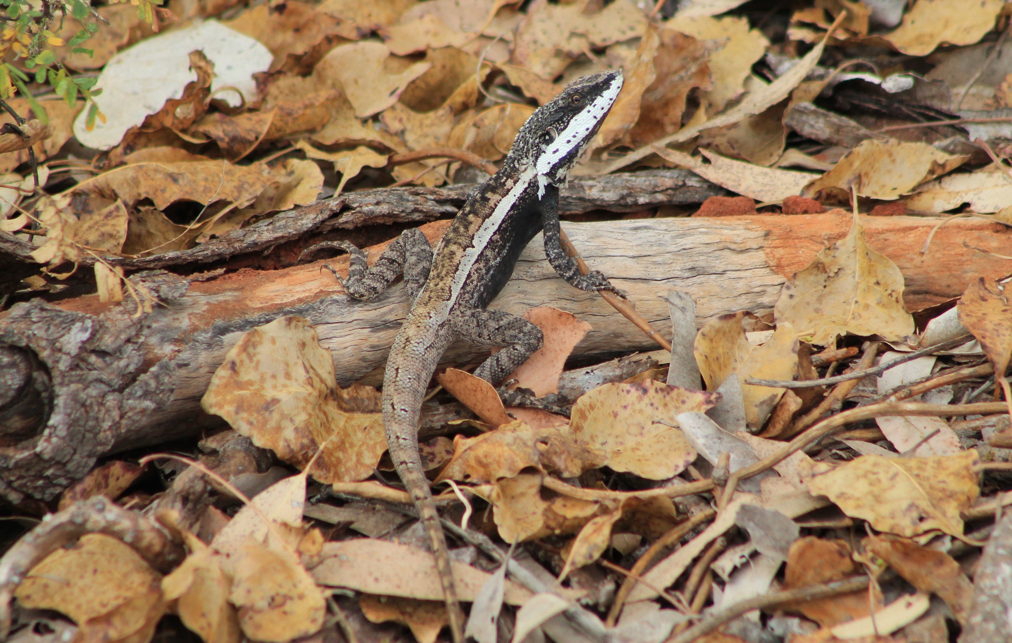 Horner's Dragon (Lophognathus horneri)