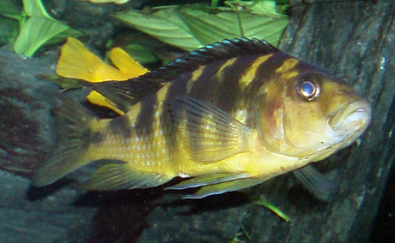 Hornet Cichlid (Pseudotropheus crabro)