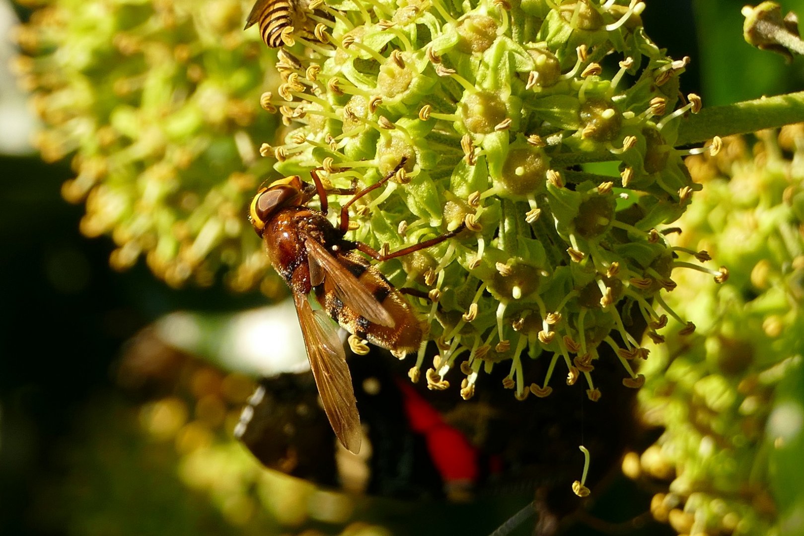 Hornet hoverfly, Paignton, September 2021