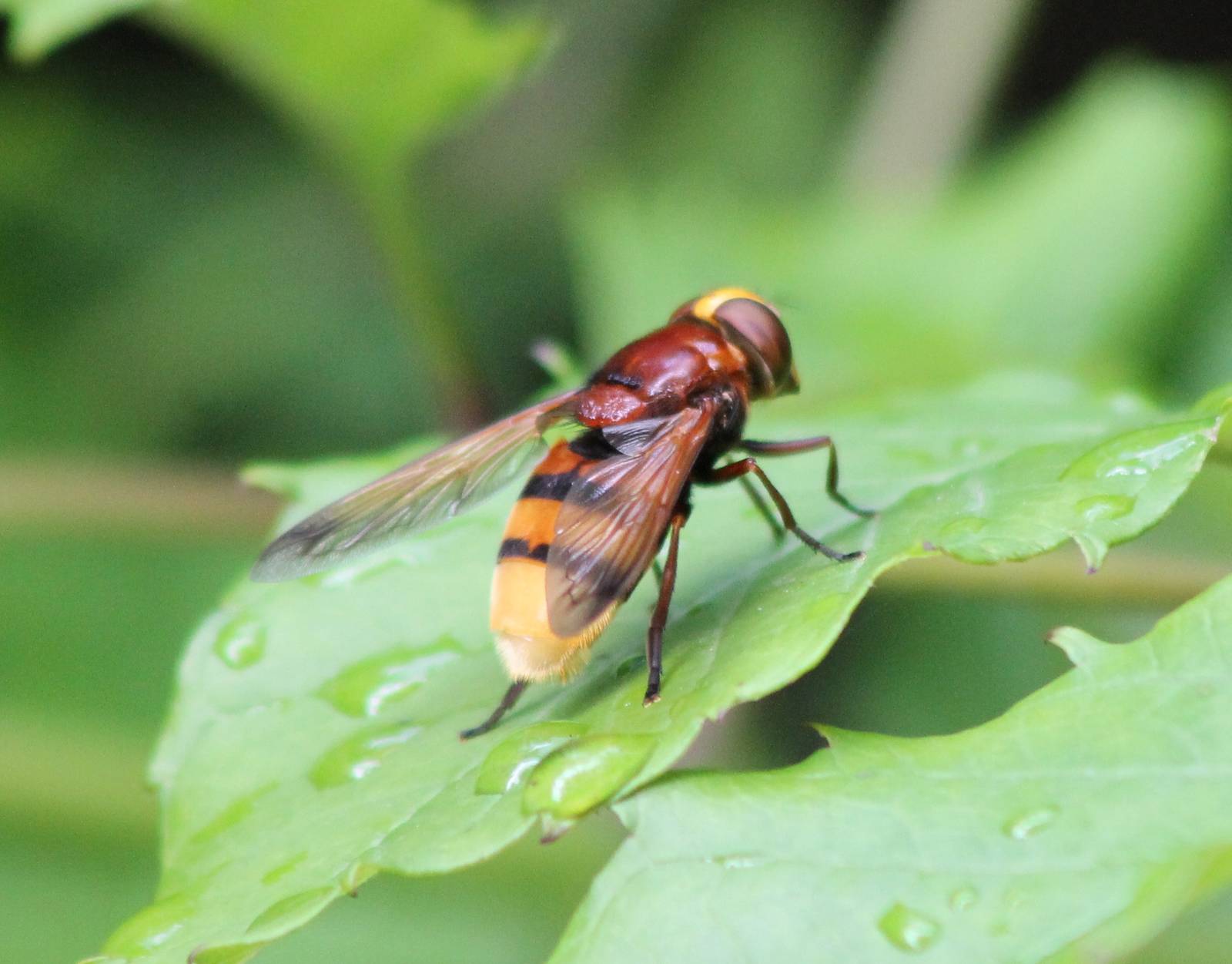 Hornet mimic hoverfly