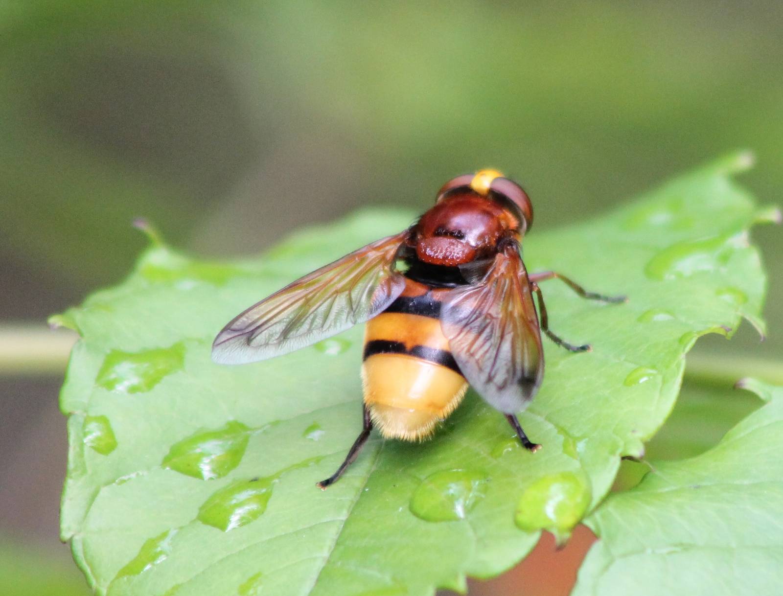 Hornet mimic hoverfly