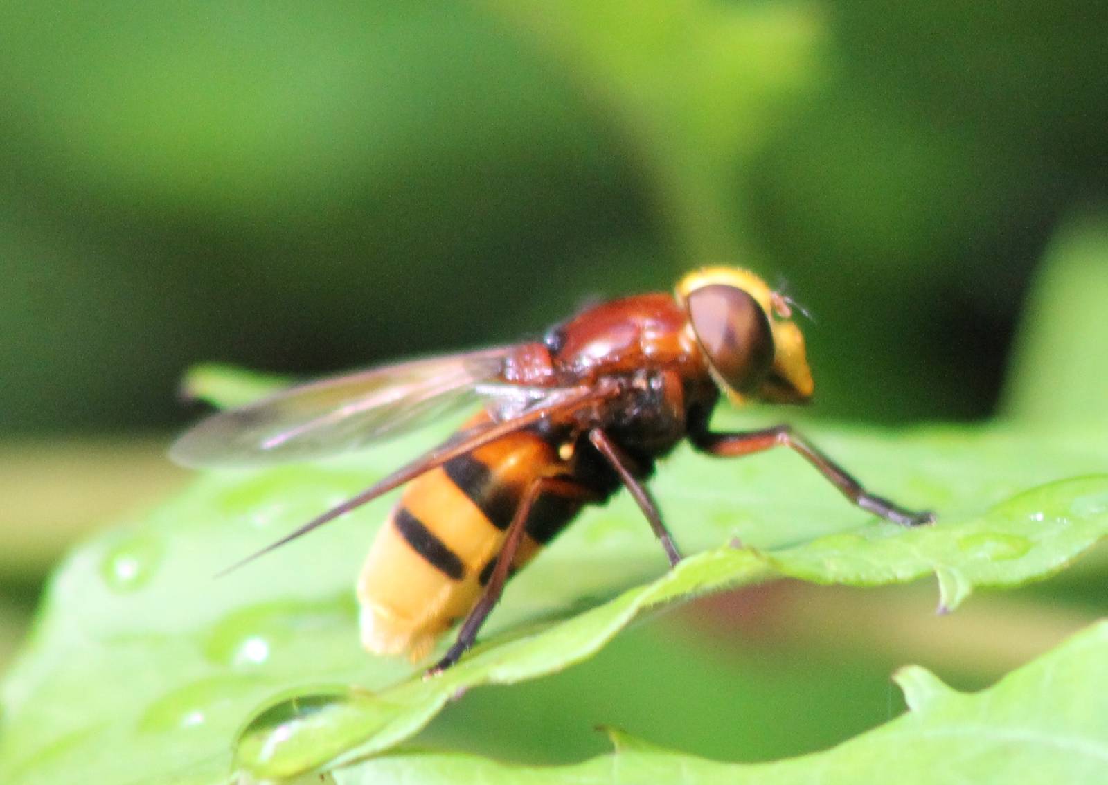 Hornet mimic hoverfly