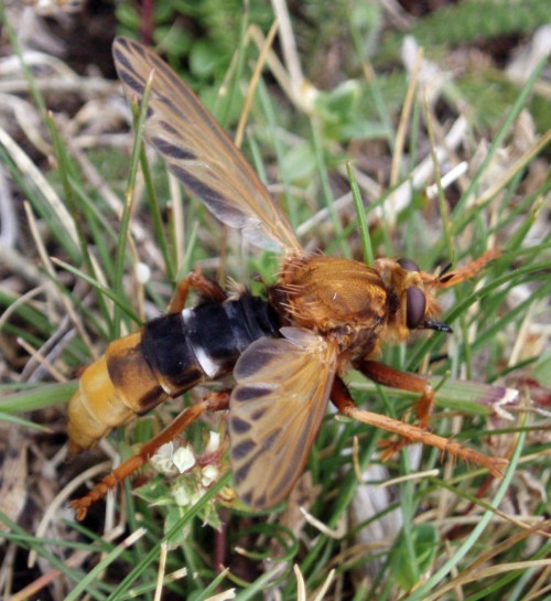 Hornet Robberfly (Asilus crabroniformis)