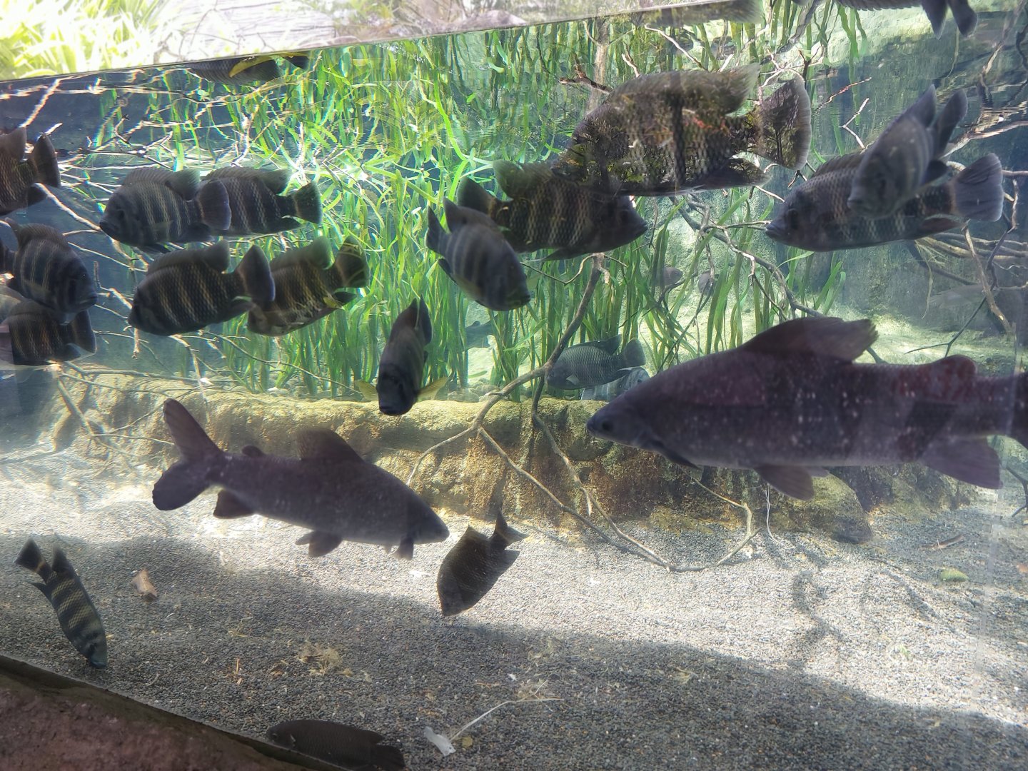 Hornet tilapias and more