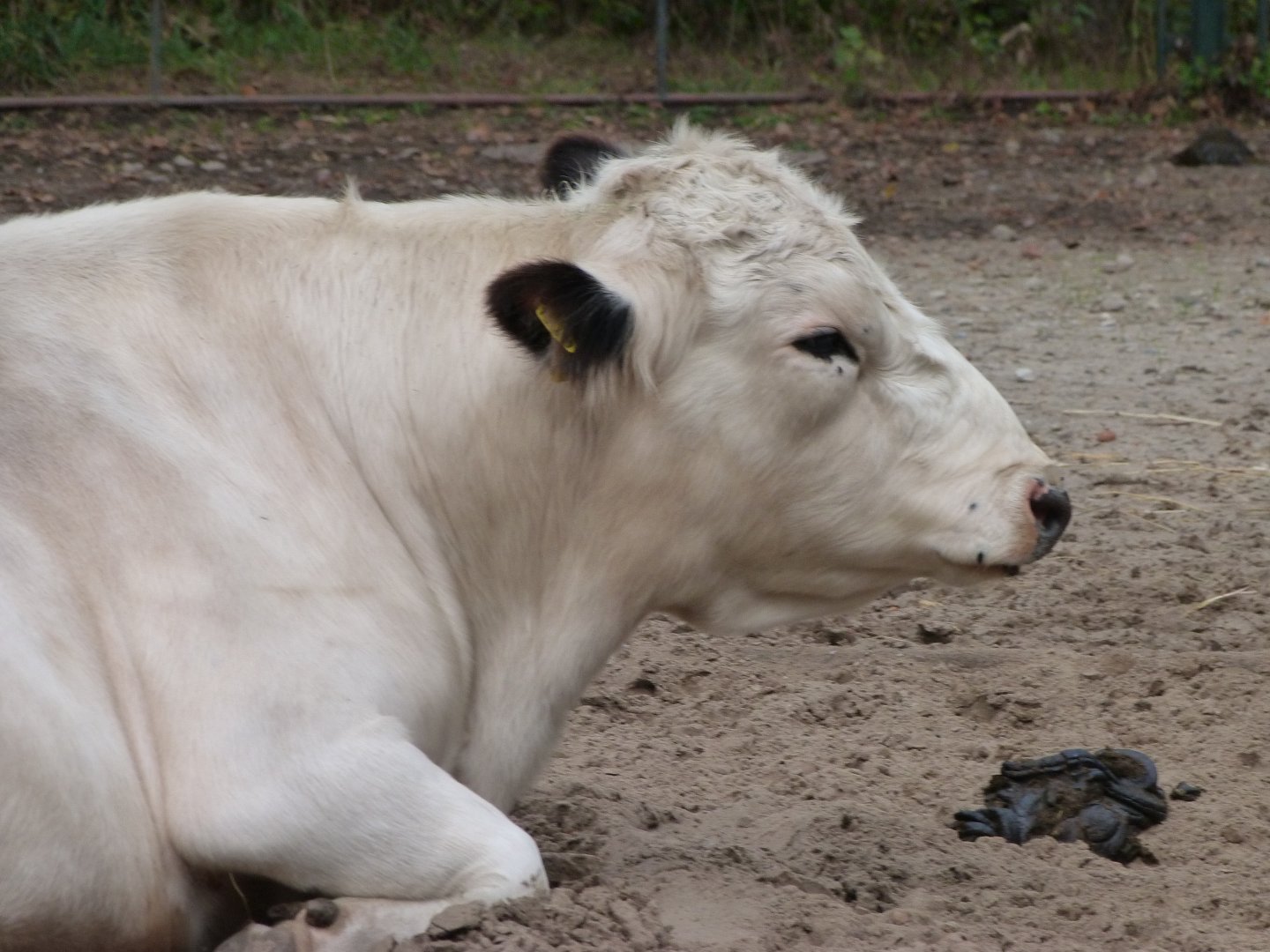 Hornless swedish bull -Tierpark Berlin (2024)