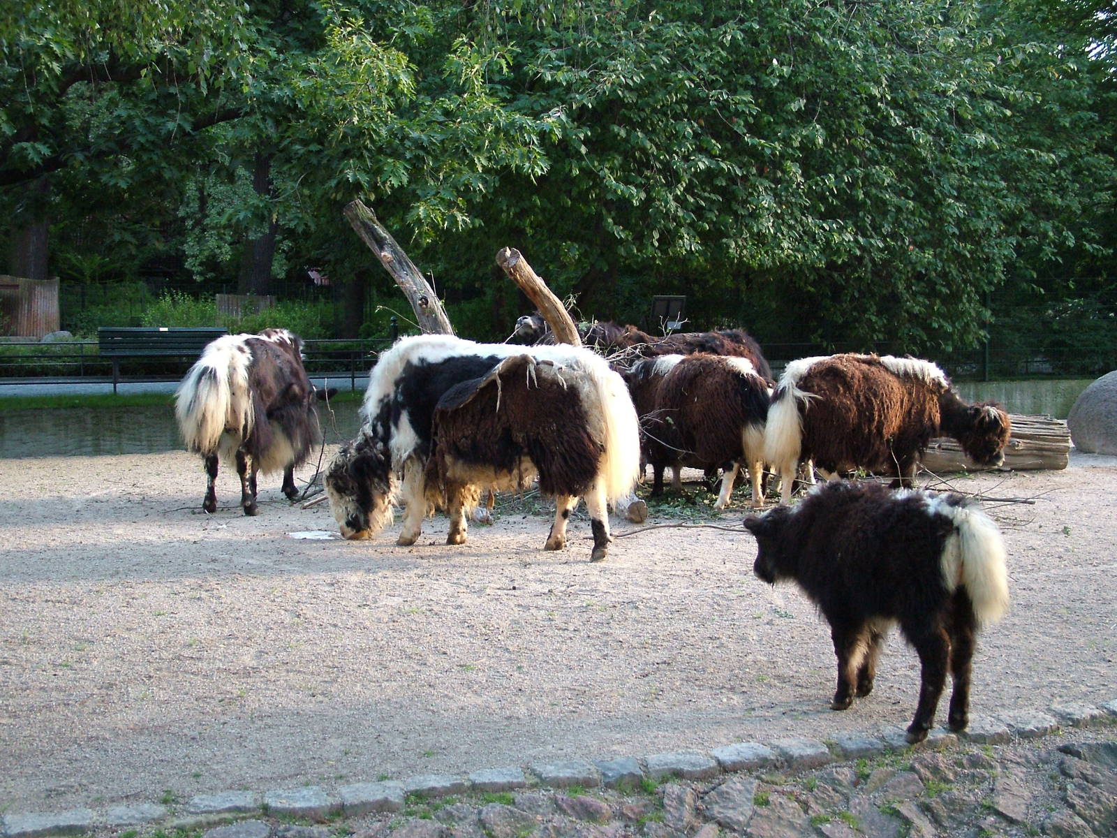 Hornless Yaks at Berlin Zoo, 31/08/11