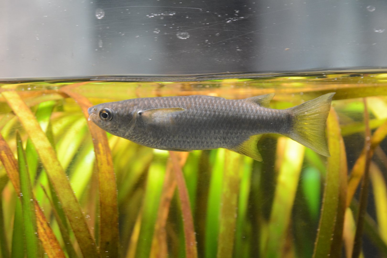 Hornlip mullet (Plicomugil labiosus)