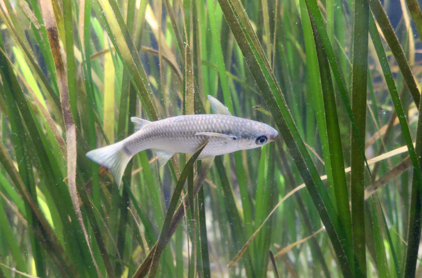 Hornlip Mullet (Plicomugil labiosus)