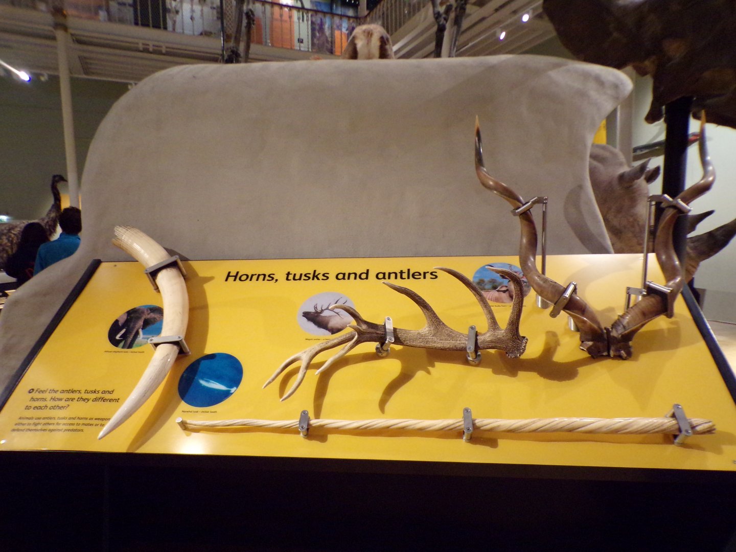 Horns and antlers selection 26.8.23