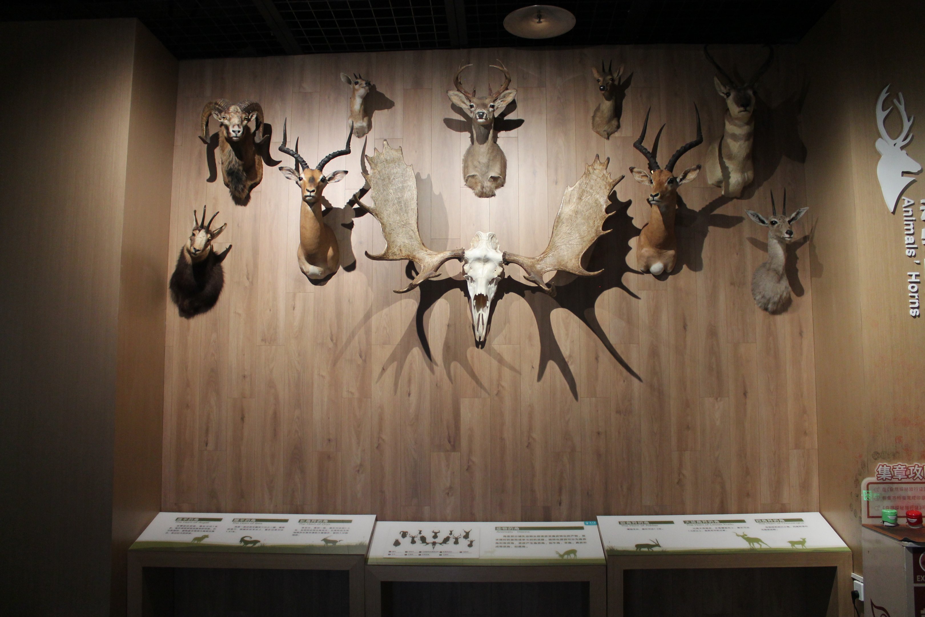 Horns and antlers - Shaanxi Nature Museum
