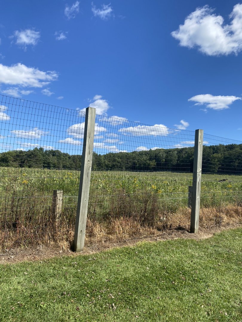 Horns & Antlers- American bison exhibit